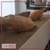 Bronzi di Riace, Tour in calabria con NCC Noleggio Auto con Conducente